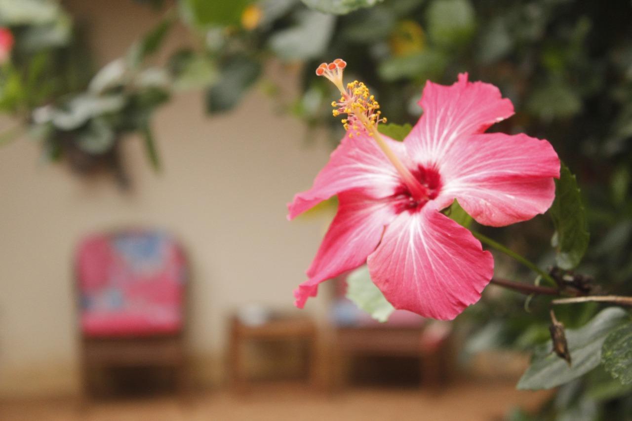 Vida Tropical Bed & Breakfast Alajuela Ngoại thất bức ảnh